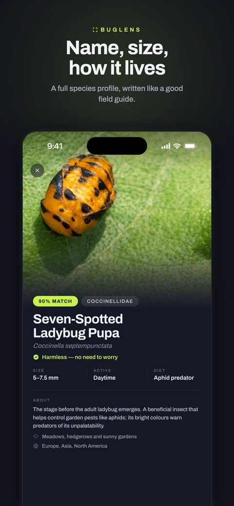 BugLens screen — species identification result